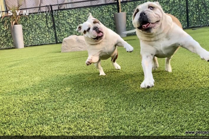SYNLawn Miami FL pets camp dogs playing doggy day care facility